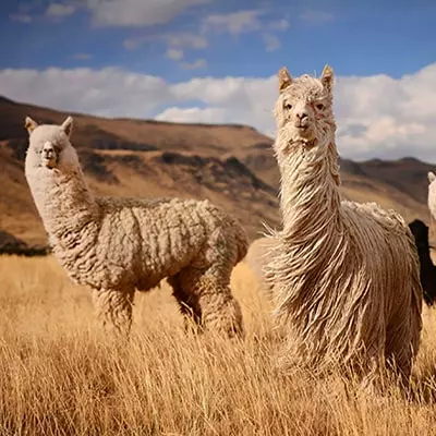 Cusco por 5 días