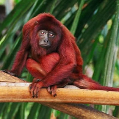 mono amazonas